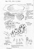 Ceraceomyces borealis image