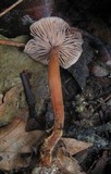 Gymnopus fuscopurpureus image