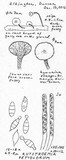 Rutstroemia petiolorum image