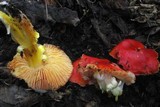 Hygrocybe laetissima image