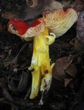 Hygrocybe laetissima image