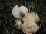 Chamaemyces fracidus image