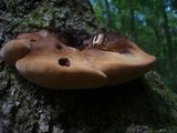 Fistulina hepatica image