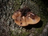 Fistulina hepatica image