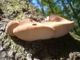 Fistulina hepatica image
