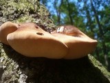 Fistulina hepatica image