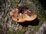Fistulina hepatica image