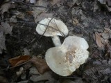 Lactarius azonites image