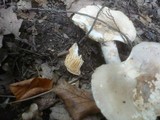 Lactarius azonites image