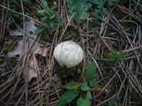 Lycoperdon lividum image