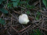 Lycoperdon lividum image