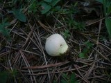 Lycoperdon lividum image