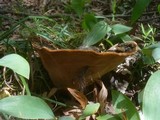 Fuscoporia torulosa image