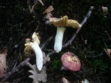Russula decipiens image
