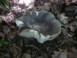 Russula heterophylla image