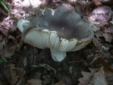 Russula heterophylla image