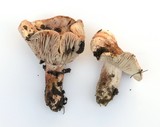 Hygrophorus russula image
