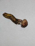 Gomphidius oregonensis image