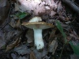 Russula subfoetens image