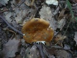 Russula subfoetens image