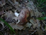 Russula vinosopurpurea image