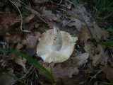 Russula vinosopurpurea image