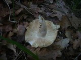 Russula vinosopurpurea image