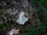 Russula vinosopurpurea image
