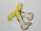 Gomphidius oregonensis image
