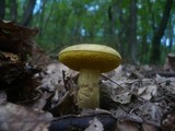 Boletus subtomentosus image