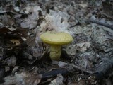 Boletus subtomentosus image