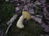 Boletus subtomentosus image