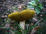 Boletus subtomentosus image