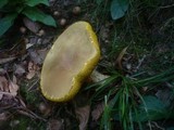 Boletus subtomentosus image