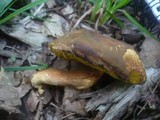 Boletus subtomentosus image