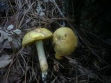 Boletus subtomentosus image