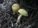 Boletus subtomentosus image