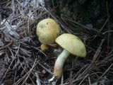 Boletus subtomentosus image