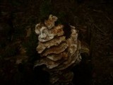 Abortiporus biennis image