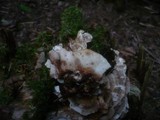 Abortiporus biennis image