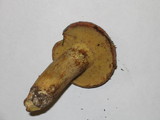 Suillus caerulescens image