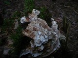 Abortiporus biennis image