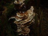 Abortiporus biennis image