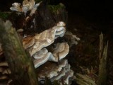 Abortiporus biennis image
