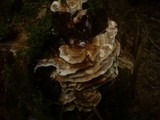 Abortiporus biennis image