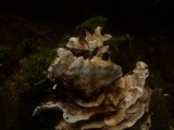 Abortiporus biennis image