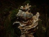 Abortiporus biennis image