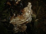 Abortiporus biennis image