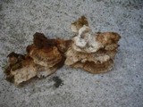Abortiporus biennis image