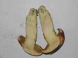 Suillus caerulescens image